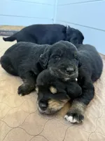 Brie, a female Golden Mountain Dog for sale in Oak View, CA – Photo 2 of 3