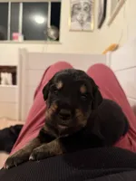 Brie, a female Golden Mountain Dog for sale in Oak View, CA – Photo 3 of 3