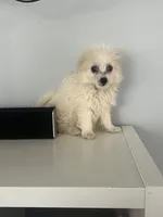 White, a female Maltipom for sale in Duluth, GA – 2 of 3