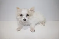 White, a female Maltipom for sale in Duluth, GA – Photo 2 of 4
