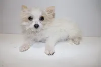 White, a female Maltipom for sale in Duluth, GA – Photo 3 of 4