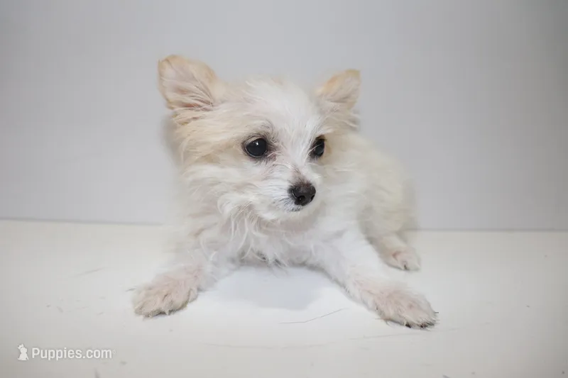 White – Maltipom puppy for sale in Duluth, GA