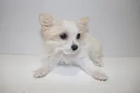 White, a female Maltipom for sale in Duluth, GA – Photo 1 of 4