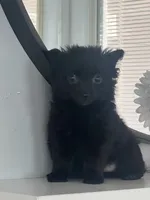 Shadow , a female Maltipom for sale in Duluth, GA – 1 of 4