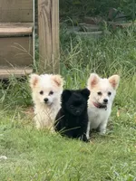Pink , a female Maltipom for sale in Duluth, GA – 2 of 4