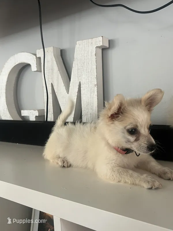Pink  – Maltipom puppy for sale in Duluth, GA