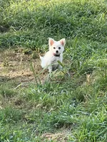 Pink , a female Maltipom for sale in Duluth, GA – 4 of 4