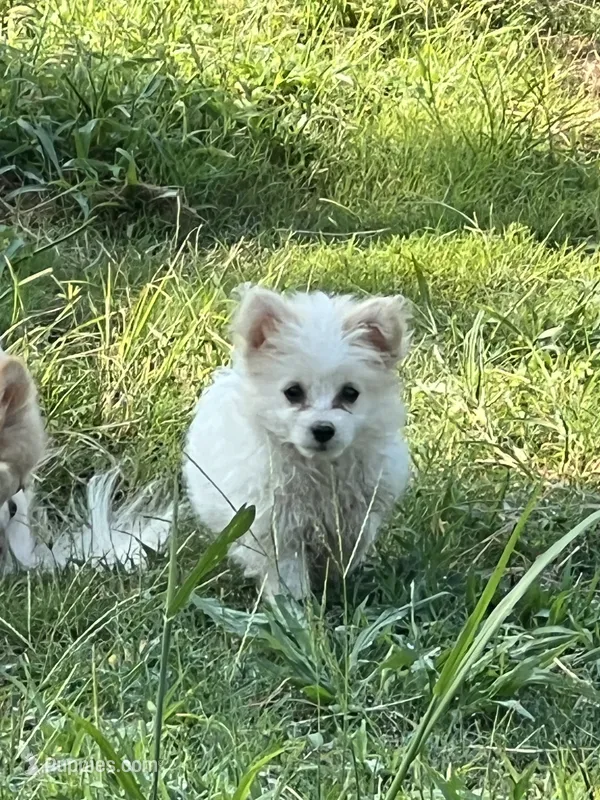 White – Maltipom puppy for sale in Duluth, GA