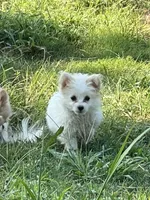 White, a female Maltipom for sale in Duluth, GA – 1 of 3