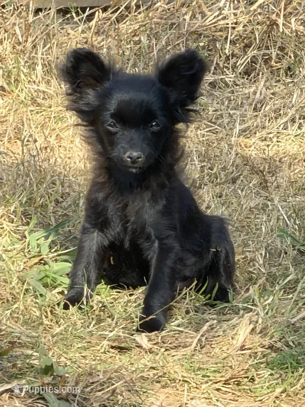 Shadow  – Maltipom puppy for sale in Duluth, GA