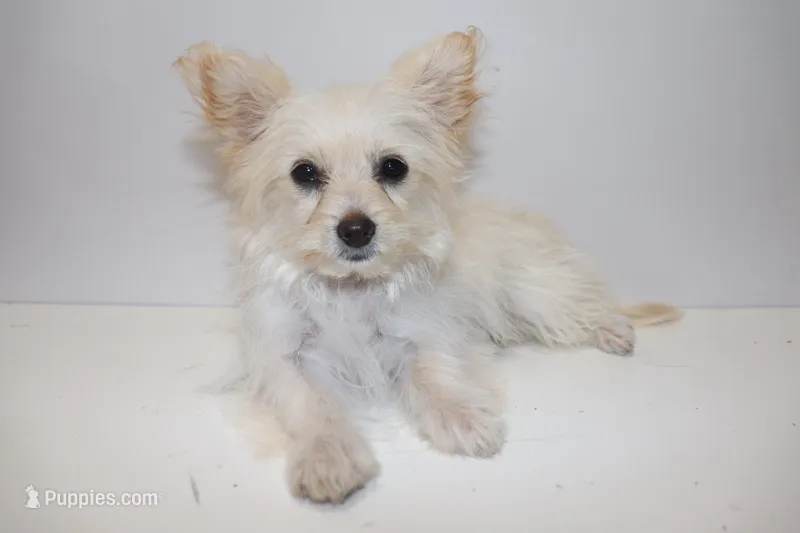 Snow  – Maltipom puppy for sale in Duluth, GA