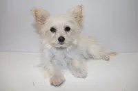 Snow , a female Maltipom for sale in Duluth, GA – Photo 1 of 4