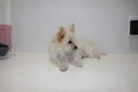 Snow , a female Maltipom for sale in Duluth, GA – Photo 3 of 4