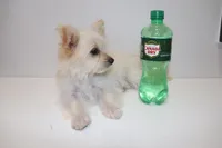 Snow , a female Maltipom for sale in Duluth, GA – Photo 2 of 4