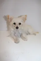 Snow , a female Maltipom for sale in Duluth, GA – Photo 4 of 4