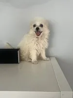 White, a female Maltipom for sale in Duluth, GA – 3 of 3