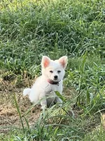 Pink , a female Maltipom for sale in Duluth, GA – 3 of 4