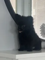 Shadow , a female Maltipom for sale in Duluth, GA – 2 of 4