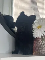 Shadow , a female Maltipom for sale in Duluth, GA – 3 of 4