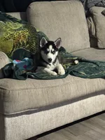Anakin, a male Siberian Husky for sale in Riverdale, GA – Photo 8 of 10