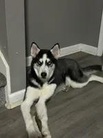 Anakin, a male Siberian Husky for sale in Riverdale, GA – Photo 3 of 10