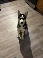 Anakin, a male Siberian Husky for sale in Riverdale, GA – Photo 9 of 10