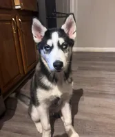 Anakin, a male Siberian Husky for sale in Riverdale, GA – Photo 1 of 10