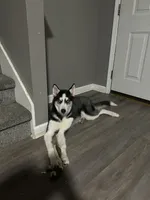 Anakin, a male Siberian Husky for sale in Riverdale, GA – Photo 5 of 10