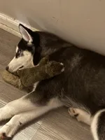 Anakin, a male Siberian Husky for sale in Riverdale, GA – Photo 6 of 10