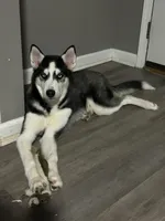 Anakin, a male Siberian Husky for sale in Riverdale, GA – Photo 4 of 10