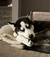 Anakin, a male Siberian Husky for sale in Riverdale, GA – Photo 2 of 10