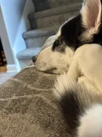 Anakin, a male Siberian Husky for sale in Riverdale, GA – Photo 7 of 10