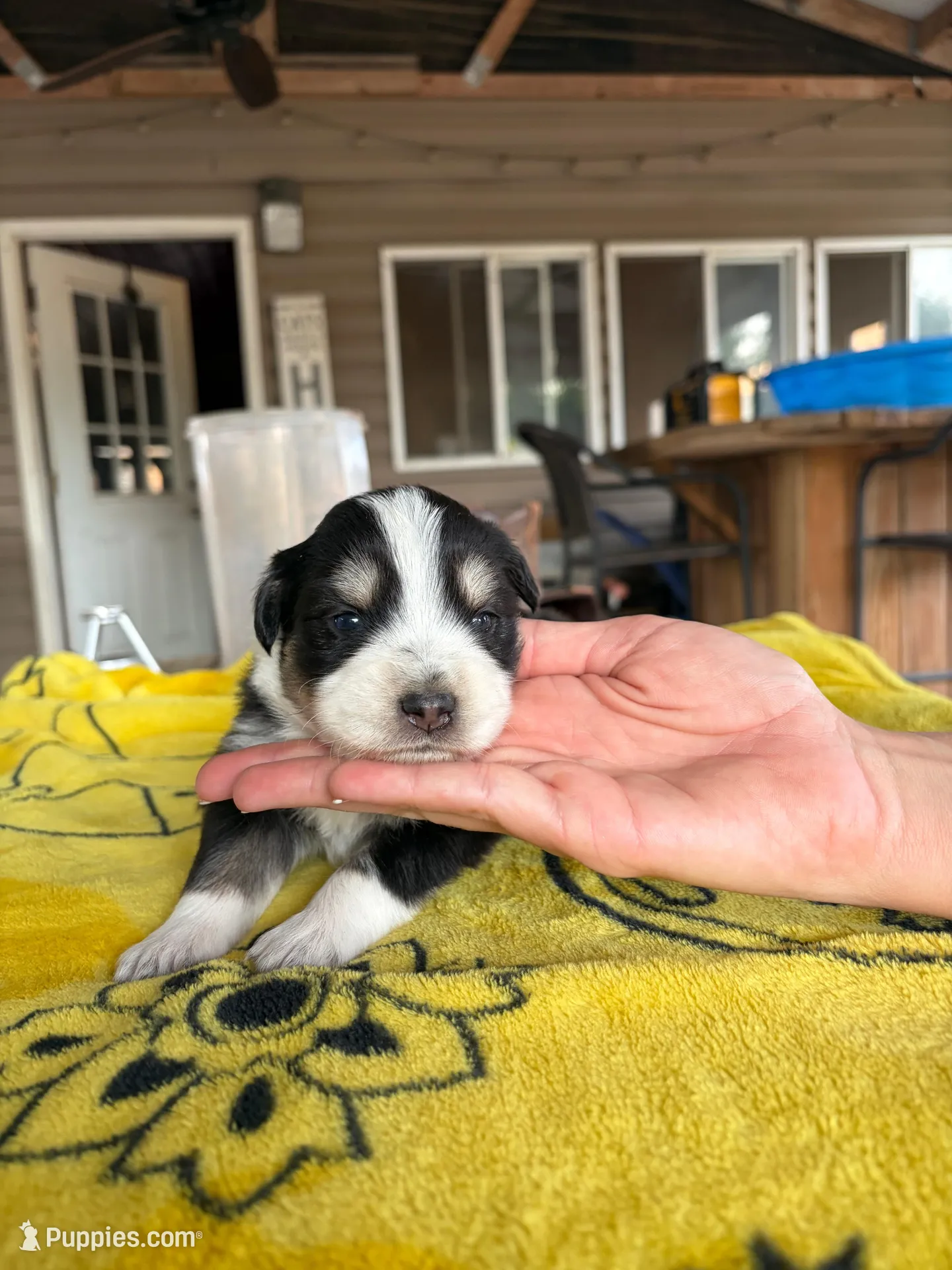 Cherry, a female Australian Shepherd for sale in Orangeburg, SC – Photo 2 of 3