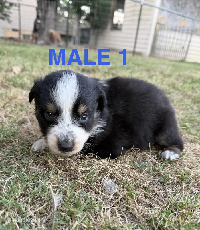 Peep – Australian Shepherd puppy for sale in Orangeburg, SC