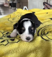 Daisy, a female Australian Shepherd for sale in Orangeburg, SC – Photo 3 of 4