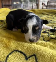 Daisy, a female Australian Shepherd for sale in Orangeburg, SC – Photo 2 of 4