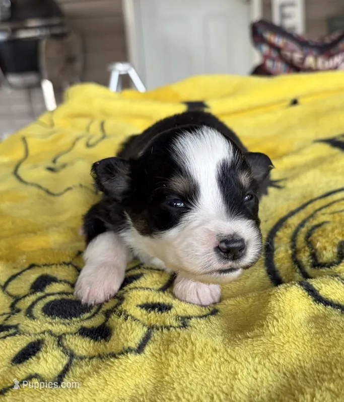 Daisy – Australian Shepherd puppy for sale in Orangeburg, SC