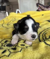 Daisy, a female Australian Shepherd for sale in Orangeburg, SC – Photo 1 of 4