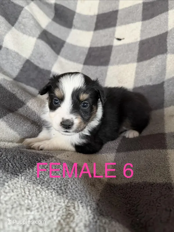 Daisy – Australian Shepherd puppy for sale in Orangeburg, SC