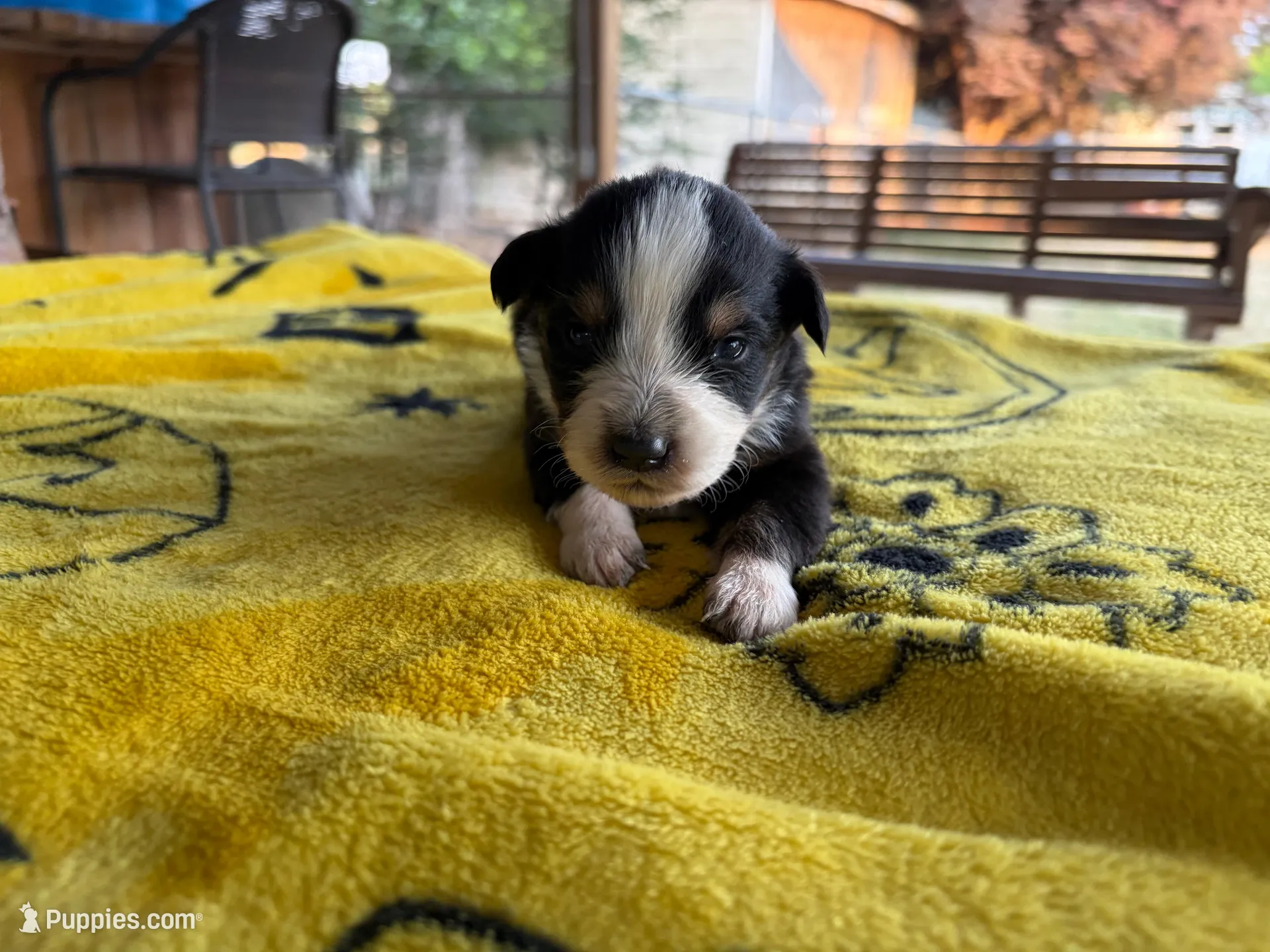 Peep, a male Australian Shepherd for sale in Orangeburg, SC – Photo 2 of 4