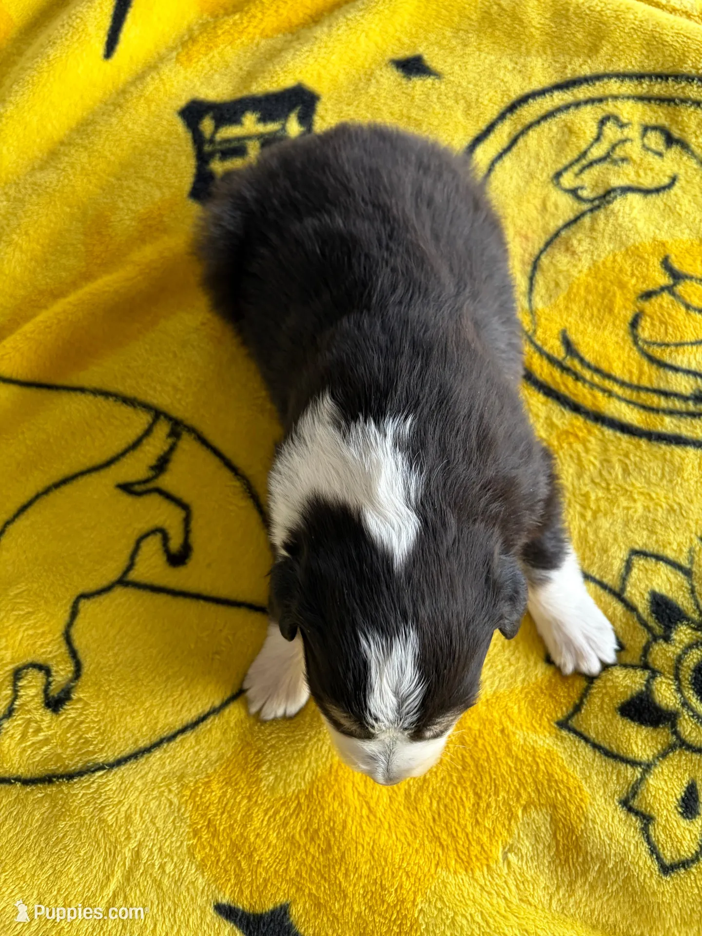 Cherry, a female Australian Shepherd for sale in Orangeburg, SC – Photo 3 of 3