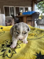 Sunny, a female Australian Shepherd for sale in Orangeburg, SC – Photo 3 of 6