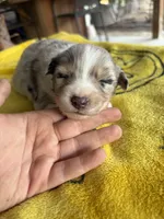 Sunny, a female Australian Shepherd for sale in Orangeburg, SC – Photo 2 of 6