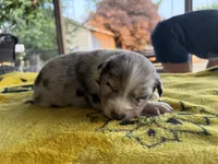Sunny, a female Australian Shepherd for sale in Orangeburg, SC – Photo 5 of 6
