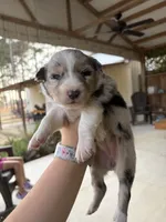 Sunny, a female Australian Shepherd for sale in Orangeburg, SC – Photo 1 of 6