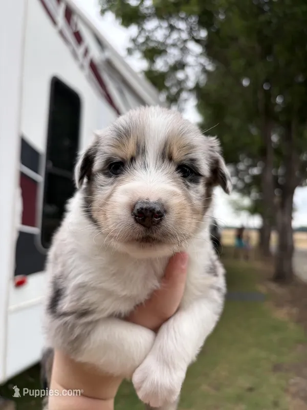 Sunny – Australian Shepherd puppy for sale in Orangeburg, SC