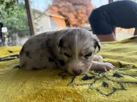 Sunny, a female Australian Shepherd for sale in Orangeburg, SC – Photo 4 of 6