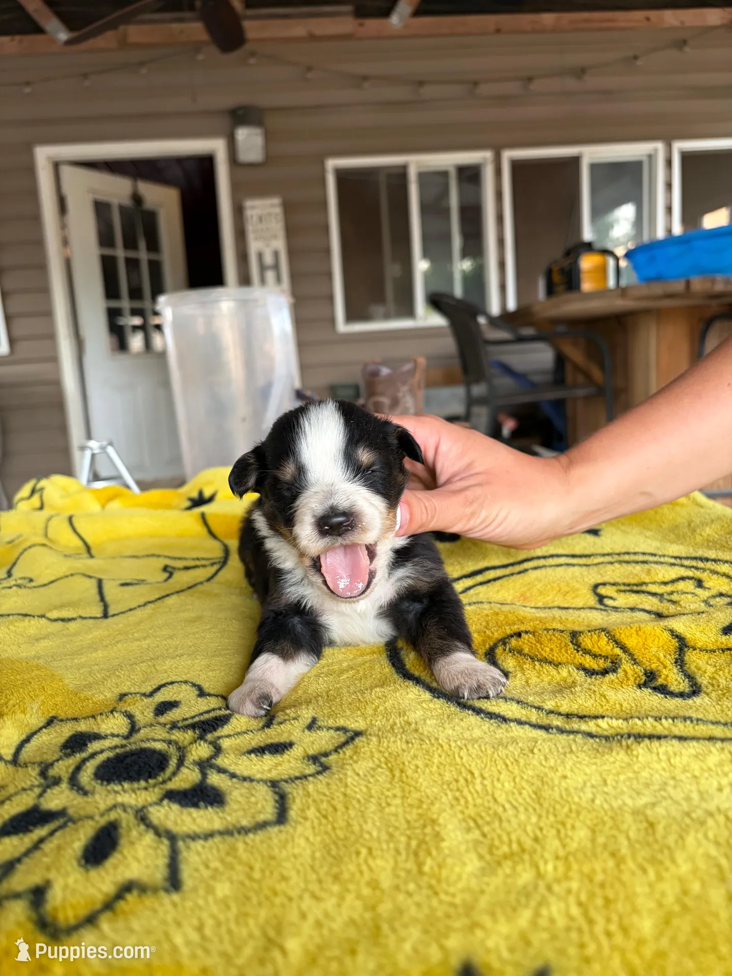 Peep, a male Australian Shepherd for sale in Orangeburg, SC – Photo 3 of 4