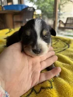 April, a female Australian Shepherd for sale in Orangeburg, SC – Photo 1 of 4
