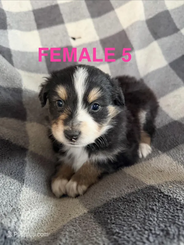 April – Australian Shepherd puppy for sale in Orangeburg, SC